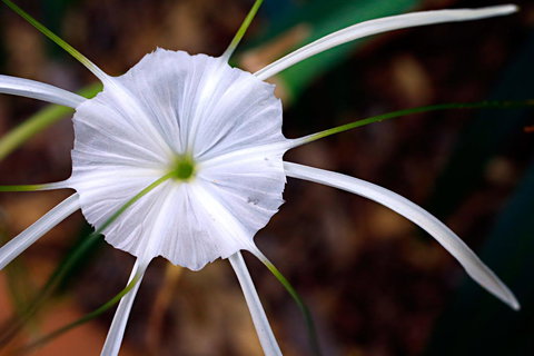 Habitat Resort - Accommodation Mount Tamborine 39