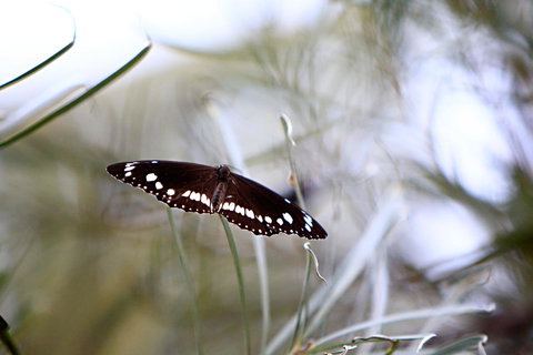 Habitat Resort - Accommodation Mount Tamborine 42