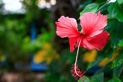 Habitat Resort - Accommodation Mount Tamborine 41