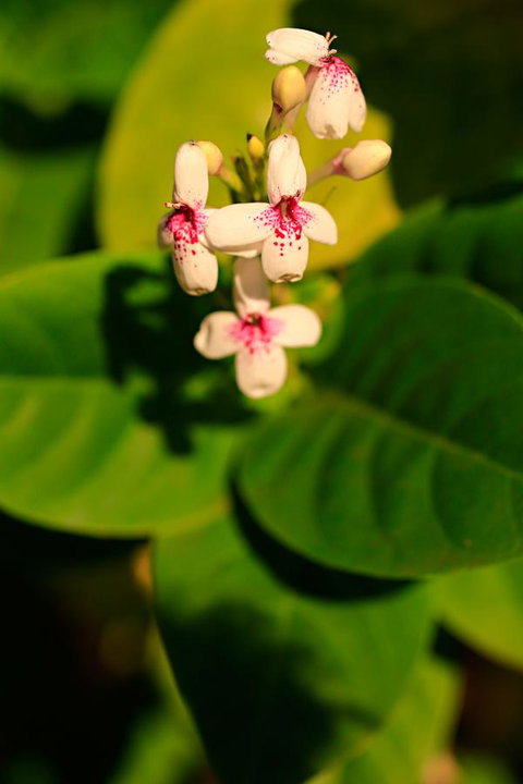 Habitat Resort - Accommodation Mount Tamborine 38
