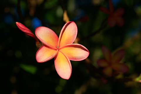 Habitat Resort - Accommodation Mount Tamborine 37