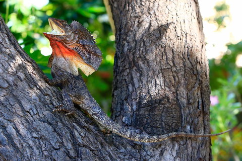 Habitat Resort - Accommodation Mount Tamborine 40