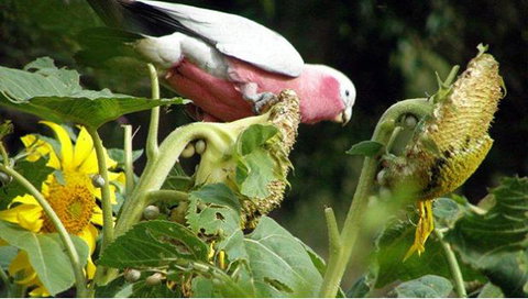 Bentwood Olive Grove Accommodation - Accommodation Mount Tamborine 19