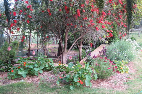 Bentwood Olive Grove Accommodation - Accommodation Mount Tamborine 21