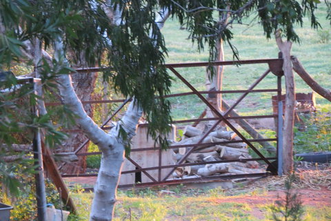 Bentwood Olive Grove Accommodation - Accommodation Mount Tamborine 25