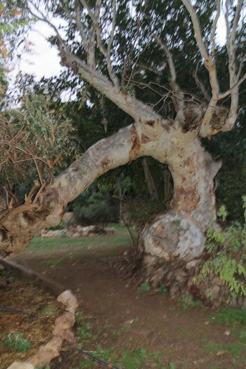 Bentwood Olive Grove Accommodation - Accommodation Mount Tamborine 22