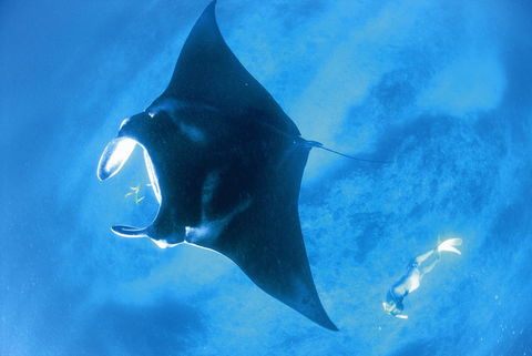 Sal Salis Ningaloo Reef - Accommodation Mount Tamborine 28