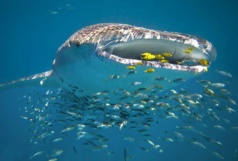 Sal Salis Ningaloo Reef - Accommodation Mount Tamborine 20