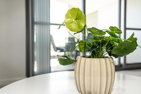 New Apartment On Great Location Opposite Garden City : 02 - Accommodation Mount Tamborine 3