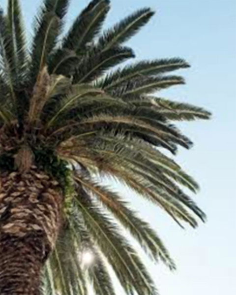 Best Western Plus Hotel Lord Forrest - Accommodation Mount Tamborine 8