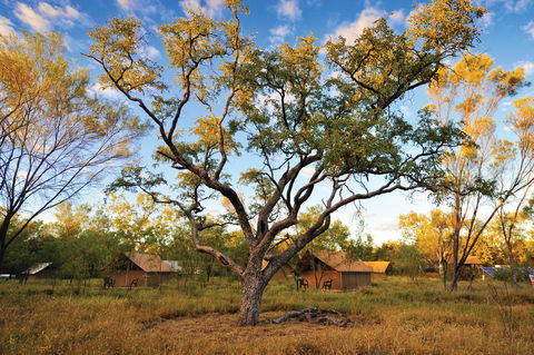 Bungle Bungle Wilderness Lodge - Accommodation Mount Tamborine 11