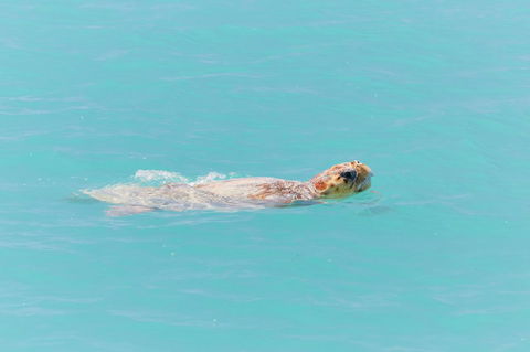 RAC Monkey Mia Dolphin Resort - Accommodation Mount Tamborine 20