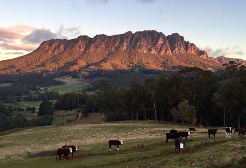 Manna Hill Farm - Accommodation Mount Tamborine 10
