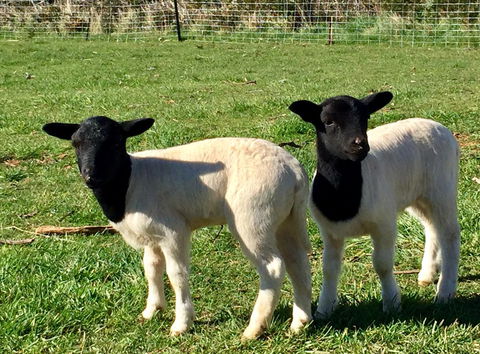 Manna Hill Farm - Accommodation Mount Tamborine 2