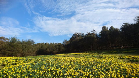 Mountain Blue Guest House - Accommodation Mount Tamborine 21