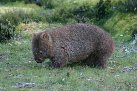 Cradle Mountain Love Shack - Accommodation Mount Tamborine 27
