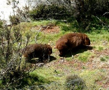 Cradle Mountain Love Shack - Accommodation Mount Tamborine 26
