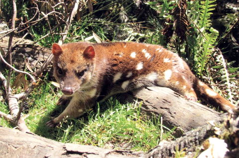 Cradle Mountain Love Shack - Accommodation Mount Tamborine 15