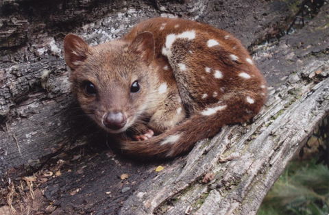 Cradle Mountain Love Shack - Accommodation Mount Tamborine 19