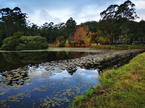 OCT Forest Lodge - Accommodation Mount Tamborine 2
