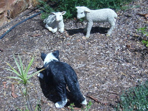 Old Miners' Cottages Bed And Breakfast - Accommodation Mount Tamborine 2