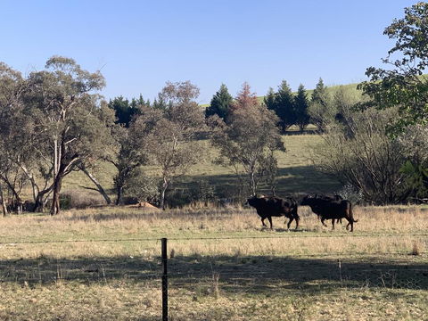 OConnell Retreat BnB - Accommodation Mount Tamborine 1