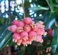 Paradise Travellers Rest - Accommodation Mount Tamborine