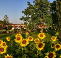 Quirindi Sunflower Motor Inn - Accommodation Mount Tamborine
