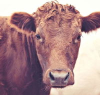 Redwing Farm Stay - Accommodation Mount Tamborine