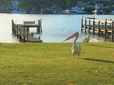 Riverfront Getaway - Mannum - Accommodation Mount Tamborine 0