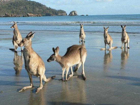 Hook Island QLD Accommodation Mount Tamborine