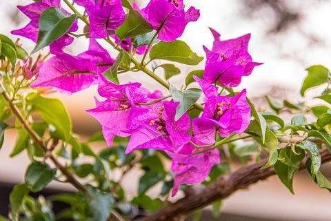 Southern Cross Atrium Apartments - Accommodation Mount Tamborine 2