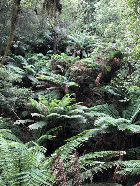 Corinna Wilderness Village - Accommodation Mount Tamborine 12