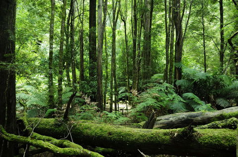 Corinna Wilderness Village - Accommodation Mount Tamborine 37