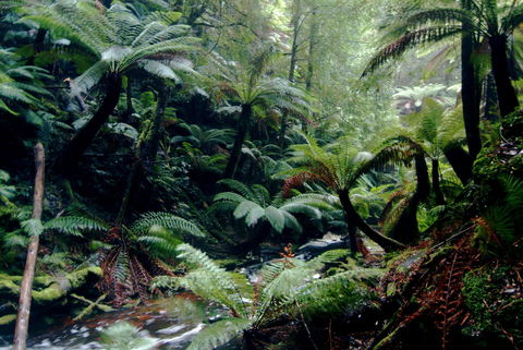 Corinna Wilderness Village - Accommodation Mount Tamborine 41