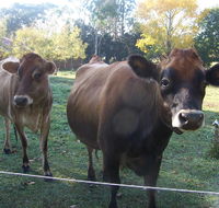 Drumreagh Bed  Breakfast Cabins - Accommodation Mount Tamborine