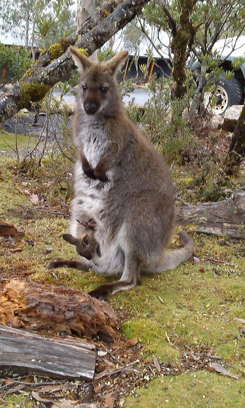 Cradle Mountain Wilderness Village - Accommodation Mount Tamborine 33