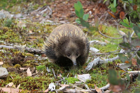 Cradle Mountain Wilderness Village - Accommodation Mount Tamborine 34