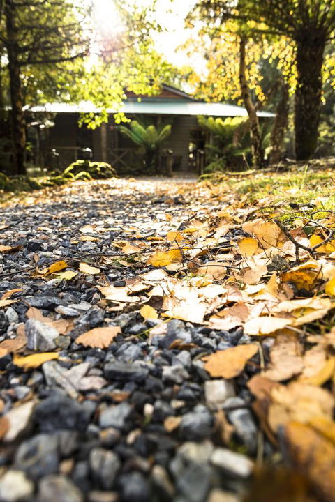 Cradle Forest Inn - Accommodation Mount Tamborine 35