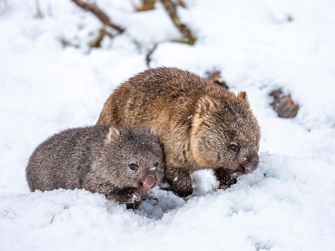 Cradle Mountain Hotel - Accommodation Mount Tamborine 2