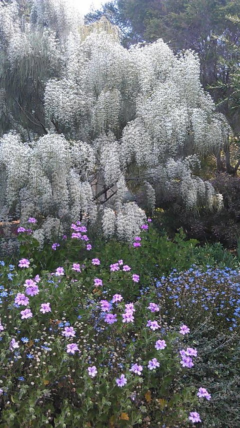 Beezneez B&B - Accommodation Mount Tamborine 15