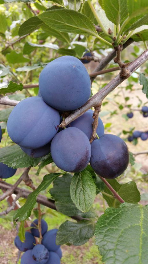 Beezneez B&B - Accommodation Mount Tamborine 16