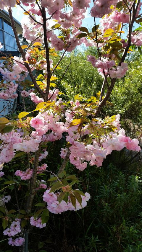 Beezneez B&B - Accommodation Mount Tamborine 14