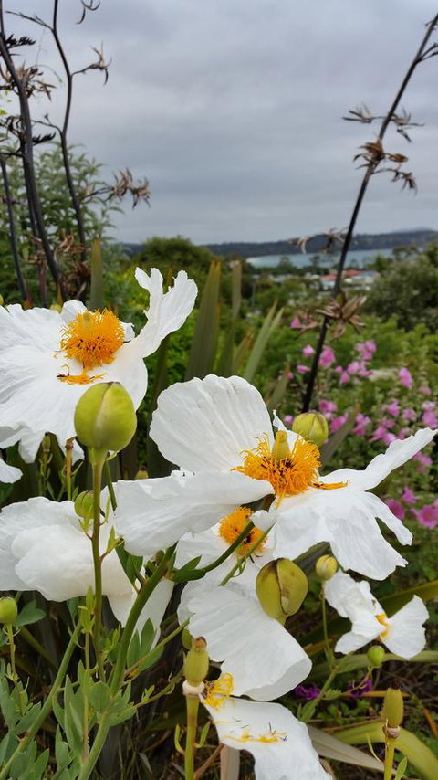 Beezneez B&B - Accommodation Mount Tamborine 13