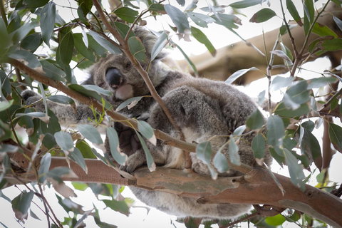 The Dolphin Apartments - Accommodation Mount Tamborine 6