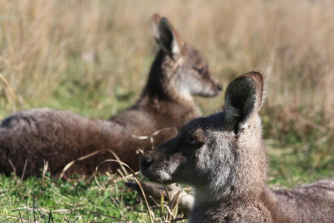 Halls Gap Lakeside Tourist Park - Accommodation Mount Tamborine 2