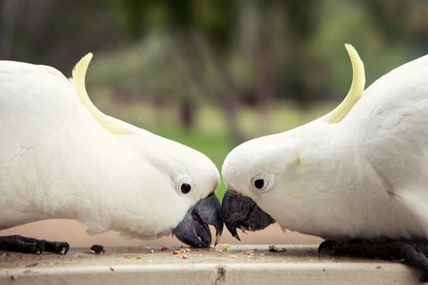 Halls Gap Lakeside Tourist Park - Accommodation Mount Tamborine 9