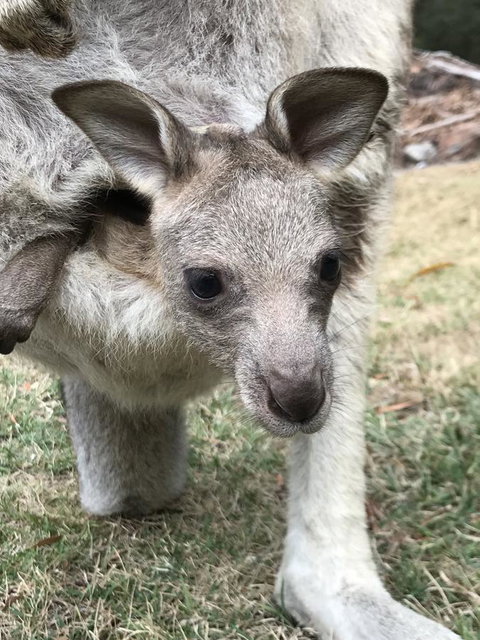 Day Dream Cottage - Accommodation Mount Tamborine 13