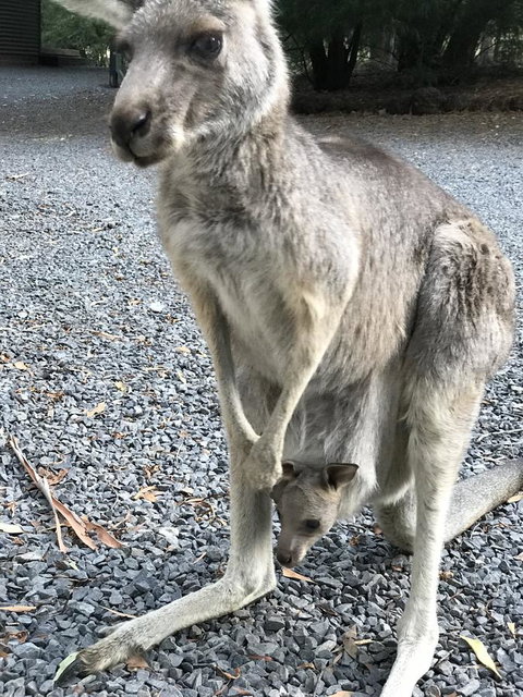 Day Dream Cottage - Accommodation Mount Tamborine 12