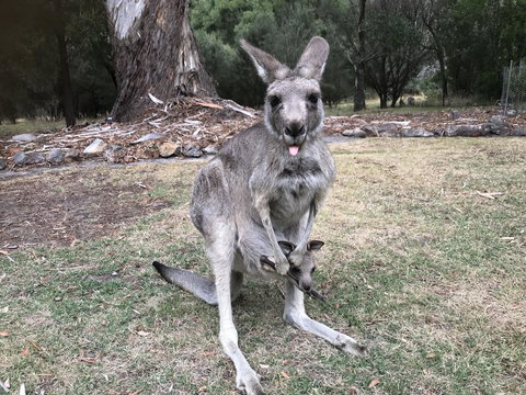 Day Dream Cottage - Accommodation Mount Tamborine 11